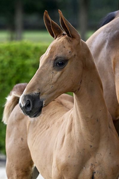 コレクション STALLIONS 2000 DIONYSIUS 2000 Z - Colt out of Eiken Sato's promising young